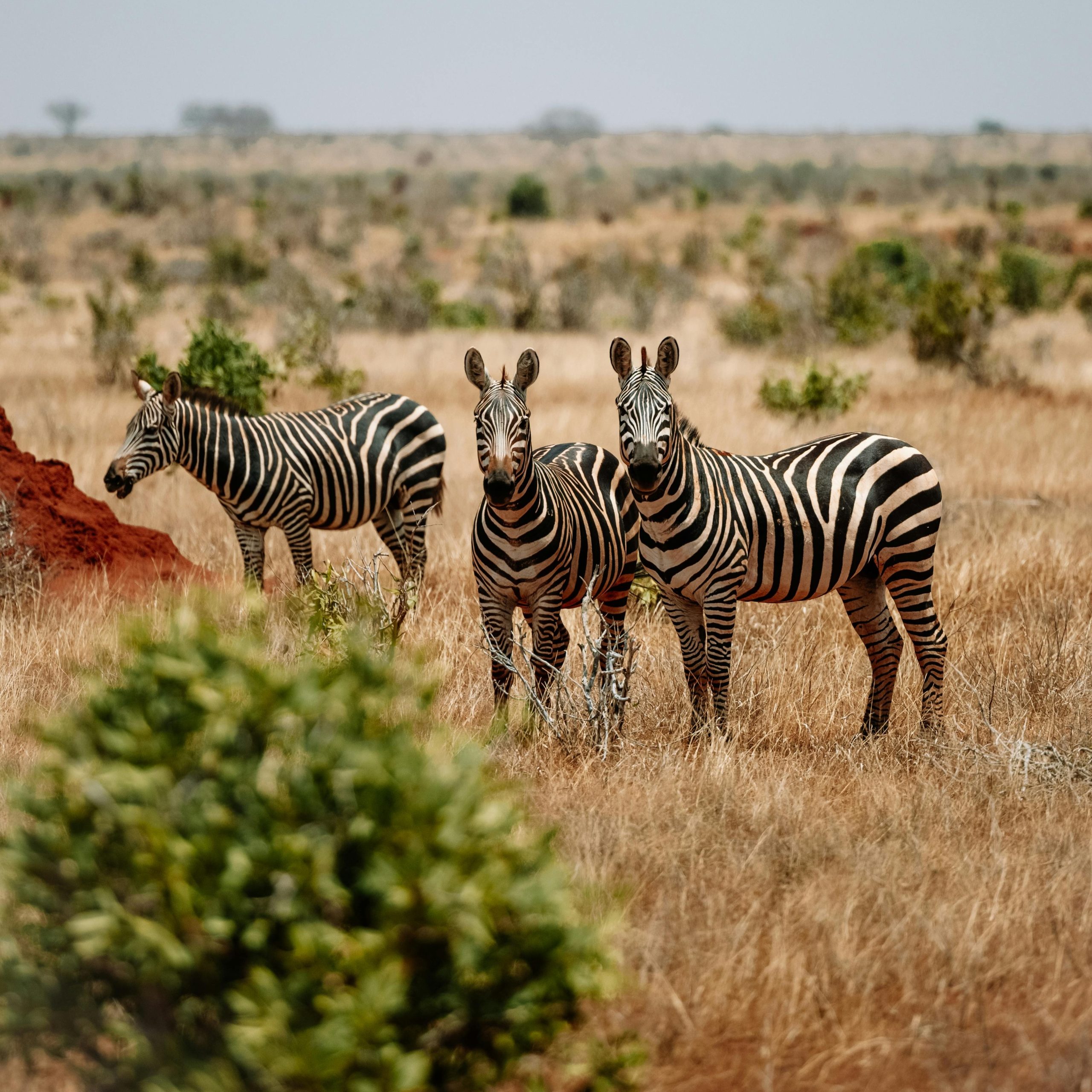 Safarí por Tanzania 2.026